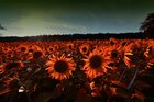 Sonnenblumen • Landschaften • Fototapeten • Berlintapete • Helianthus annuus (Nr. 11034)