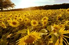 Sonnenblumen • Landschaften • Fototapeten • Berlintapete • Helianthus annuus (Nr. 11035)