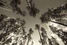 Aram Radomski • Bildgalerie • Berlintapete • sky forest (Nr. 14991)