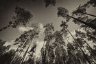 Sky Forest • Wald • Fototapeten • Berlintapete • sky forest (Nr. 14993)