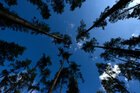 Sky Forest • Wald • Fototapeten • Berlintapete • sky forest (Nr. 15003)
