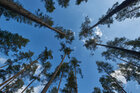 Sky Forest • Wald • Fototapeten • Berlintapete • sky forest (Nr. 15004)