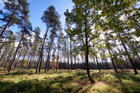 Aram Radomski • Bildgalerie • Berlintapete • sky forest (Nr. 15010)