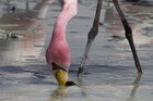 Animals • Tiere • Fototapeten • Berlintapete • Flamingo (Nr. 8073)