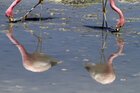 Animals • Tiere • Fototapeten • Berlintapete • Flamingo-Spiegelung (Nr. 8074)