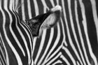 Dirk Heckmann (www.heckmann-photography.com) • Bildgalerie • Berlintapete • Zebra (Nr. 8478)