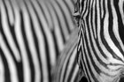 Dirk Heckmann (www.heckmann-photography.com) • Bildgalerie • Berlintapete • Zebra (Nr. 8482)