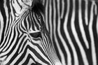 Dirk Heckmann (www.heckmann-photography.com) • Bildgalerie • Berlintapete • Zebra (Nr. 8484)