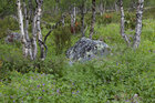 Birken 2 • Wald • Fototapeten • Berlintapete • Norwegischer Birkenwald (Nr. 9158)