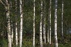 Birken 2 • Wald • Fototapeten • Berlintapete • Norwegischer Birkenwald (Nr. 9162)