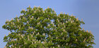 Kastanie • Wald • Fototapeten • Berlintapete • Weiße Kastanienblüten (Nr. 9239)