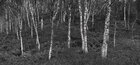 Black & White II • Wald • Fototapeten • Berlintapete • Norwegischer Birkenwald (Nr. 9244)