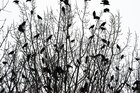 Raben und Baum • Wald • Fototapeten • Berlintapete • The Raven (Nr. 15015)