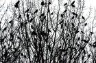 Raben und Baum • Wald • Fototapeten • Berlintapete • The Raven (Nr. 15017)