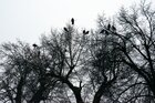 Raben und Baum • Wald • Fototapeten • Berlintapete • The Raven (Nr. 15020)