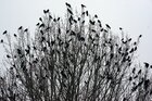 Raben und Baum • Wald • Fototapeten • Berlintapete • The Raven (Nr. 15021)