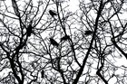 Raben und Baum • Wald • Fototapeten • Berlintapete • The Raven (Nr. 15022)