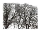 silberblick 360 Grad • Bildgalerie • Berlintapete • Der Ast am Baum (Nr. 45932)