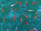 Fish • Tiere • Fototapeten • Berlintapete • Goldfish (Nr. 4874)