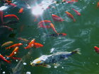 Fish • Tiere • Fototapeten • Berlintapete • Goldfish (Nr. 4879)