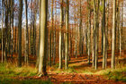 Herbst III • Wald • Fototapeten • Berlintapete • Herbsttag (Nr. 5149)