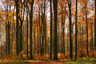 Herbst III • Wald • Fototapeten • Berlintapete • Herbsttag (Nr. 5150)