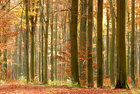 Herbst III • Wald • Fototapeten • Berlintapete • Herbsttag (Nr. 5155)