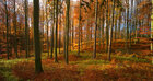 Herbst III • Wald • Fototapeten • Berlintapete • Herbsttag (Nr. 5162)