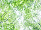 Blätterdach • Wald • Fototapeten • Berlintapete • Baumkronen (Nr. 8571)