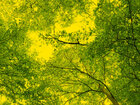 Blätterdach • Wald • Fototapeten • Berlintapete • Baumkronen (Nr. 8573)