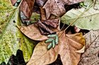 Herbstblues • Wald • Fototapeten • Berlintapete • Herbstblues (Nr. 12831)