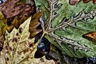 Herbstblues • Illustration • Fototapeten • Berlintapete • Herbstblues (Nr. 12838)