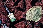 Herbstblues • Wald • Fototapeten • Berlintapete • Herbstblues (Nr. 12840)