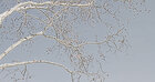 Ingo Friedrich (Airart) • Image gallery • Berlintapete • Branches and twigs (No. 15240)