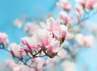 Ingo Friedrich (Airart) • Image gallery • Berlintapete • magnolia (No. 15674)