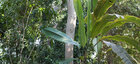 Jungle • Wald • Fototapeten • Berlintapete • in the jungle (Nr. 58458)