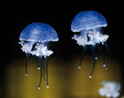 Ingo Friedrich (Airart) • Image gallery • Berlintapete • jellyfish (No. 7500)