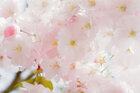 Ingo Friedrich (Airart) • Image gallery • Berlintapete • cherry blossom (No. 8420)