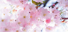 Ingo Friedrich (Airart) • Image gallery • Berlintapete • cherry blossom (No. 8429)