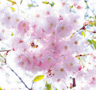 Ingo Friedrich (Airart) • Image gallery • Berlintapete • cherry blossom (No. 8430)