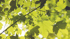 Blätterdach • Wald • Fototapeten • Berlintapete • Blätterdach (Nr. 8566)