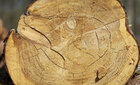 tree disc • Texture • Photo Murals • Berlintapete • Wood batch (No. 8724)
