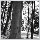 Modern  Style • Wald • Fototapeten • Berlintapete • Mecklenburger Wald (Nr. 9985)
