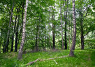 Sommerwald II • Wald • Fototapeten • Berlintapete • Buchenwald bei FB (Nr. 10055)