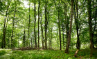 Sommerwald II • Wald • Fototapeten • Berlintapete • Buchenwald bei FB (Nr. 10056)