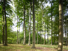 Sommerwald II • Wald • Fototapeten • Berlintapete • Buchenwald bei FB (Nr. 10059)
