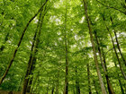 Blätterdach • Wald • Fototapeten • Berlintapete • Buchenwald am See (Nr. 10542)