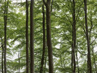 Blätterdach • Wald • Fototapeten • Berlintapete • Buchenwald am See (Nr. 10543)