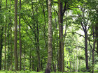 Sommerwald II • Wald • Fototapeten • Berlintapete • Wald bei Schönhof (Nr. 9030)