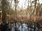Sumpf • Wald • Fototapeten • Berlintapete • Feuchtgebiet (Nr. 9045)